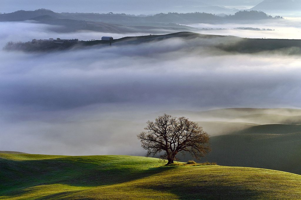 MIGLIORE PANORAMA  66 MAGINI AZELIO A-4-L'albero_risultato.jpg